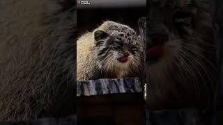 Манул Намика чешется, сидя на солнце. Ленинградский зоопарк