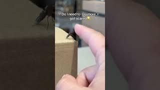 I felt like it was a personal attack, that it grabbed me #funny #fail #attacked #insect #viral