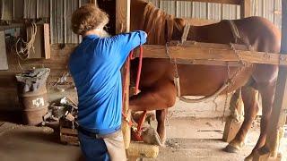 AMISH DRAFT HORSE FARRIER: How can we solve Baron's Feet Issues??! #522