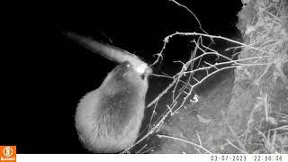 Beavers branch out along the Avon!