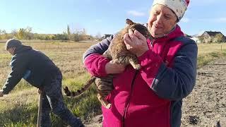 Загораживаем огород. Съездили в гости и перевезли саженцев. Подготовка двора к зиме.