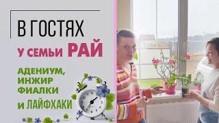 В гостях у семьи Рай | Адениум, инжир, фиалки и лайфхаки по уходу за растениями