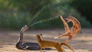 Ona Pambano Nyoka KING COBRA VS MONGOOSE NGUCHIRO Walibatuana Balaa LION VS PANGOLIN Simba Na Pangol