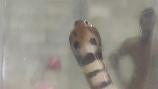 #Chooty Tv# We must protect our snakes-Baby COBRA
