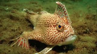 Facts: The Spotted Handfish