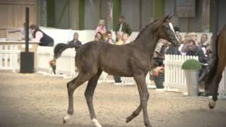 Mount St John Equestrian - Open Day 2015 Teaser