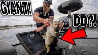 "That's a F***** TEN POUNDER!!!" Bed Fishing With Big Swimbaits for Double Digit Bass