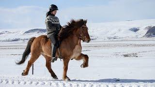 Seyður - Icelandic horses for sale at Hvoll 2