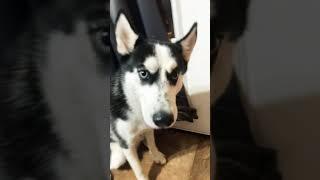 When your dog can’t wait to eat  