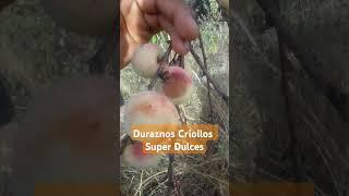 Mira que ricos duraznos criollos super dulces #duraznos #criollos #dulces #melocotón #oaxaca #ticua