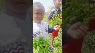 Rumput liar yang bisa di makan,sawi liar#short