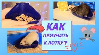 КАК ПРИУЧИТЬ КРЫСУ К ЛОТКУ?