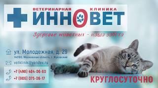 Ветеринарная клиника "ИННОВЕТ"