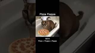 Rating floppas based off of flop levels! (FLOPPA FRIDAY SPECIAL!!!)