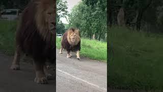 Pride Lion walking in road