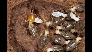 Where Termite come from? By Zip Pest Solutions