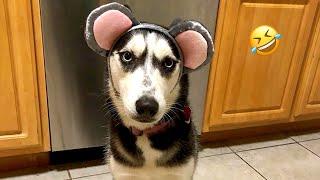 FUNNIEST Huskies | Normal dogs vs Huskies | 10 Minutes Best Videos | Part 22