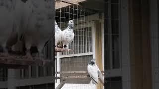 Pakistani pigeons kabotar. Birmingham. Uk shirali