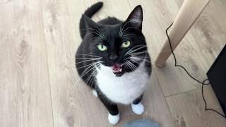 Tuxedo cat shows clever ways of asking for petting