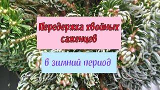 Передержка хвойных саженцев в зимний период (3 часть). 06.03.21 г.