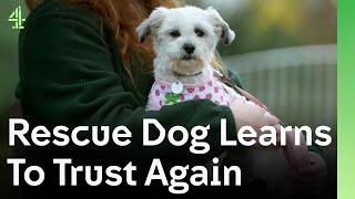 Rescue Dog Learns to Trust and Love Again After a Life of Neglect | The Dog House 