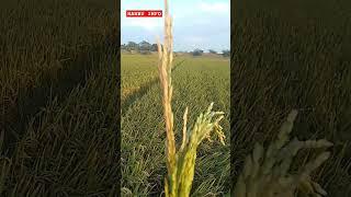  நெல் சாகுபடி  #shorts #viral #trending #shortvideo #paddy #farmer @hanbuinfo5184