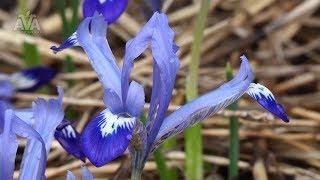 'Clairette' - Iris reticulata