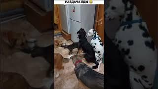 Раздача еды Кот в холодильнике #cat #funnyvideo