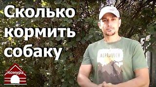 210. Сколько давать собаке корма. Как рассчитать дозировку сухого корма в сутки для собаки