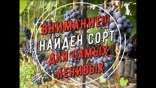 Сорт ЮОДУПЕ. Виноградник Вадима Точилина