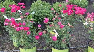 Potted Shrubs available in Bucks County Pa