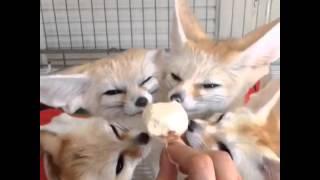 Fennec foxes enjoy their icecream