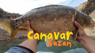 AYNALI SAZAN. TAM BİR CANAVAR. #sazanavı #carpfishing #carp #fishing #fish