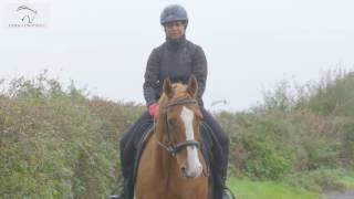 Horse Confidence