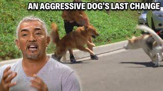 How To Prevent Your Dog From Eating Clothes, Toys & Garbage | Cesar 911 Season 3, Ep. 1 - Part 2