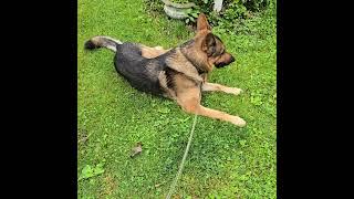 Sable german shepherd! #shorts