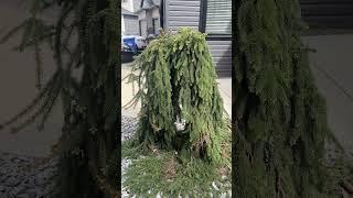 Weeping Norway Spruce in Calgary #arboristtips