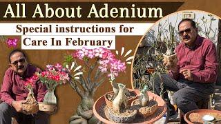 Adenium/Dessert Rose: In-Depth Care Tips, Repotting, and Propagation Techniques #adenium