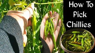 Green Chilli | how To Pick Chillies | Chilli Harvesting | Sonu's World