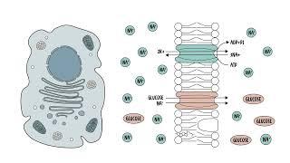 The cell membrane (plasma membrane structure, function and components)