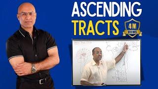 Spinothalamic Tract | Ascending Tracts | Spinocerebellar Tract  | Neuroanatomy