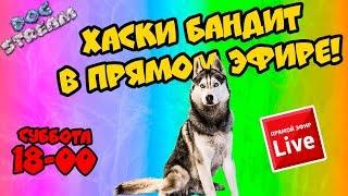 DOGSTREAM: ХАСКИ БАНДИТ ОТВЕЧАЕТ НА ВОПРОСЫ в ПРЯМОМ эфире!