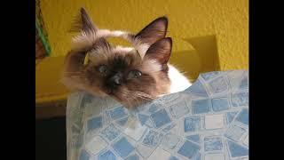 Sacred Birman cats enjoying whats left of the Summer sun