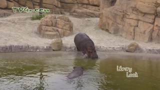 A Day at Wildlands Adventure Zoo Emmen