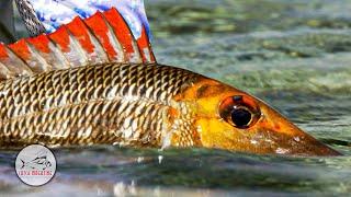 Ningaloo Reef - The Great Barrier Reef - Australia Fly Fishing by Todd Moen