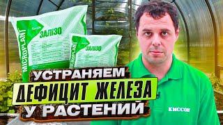 Как победить ХЛОРОЗ и компенсировать недостаток железа? Препарат от ТД «Киссон» MICROPLANT ЖЕЛЕЗО