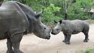 Rhinos Live | Hoedspruit Endangered Species Centre