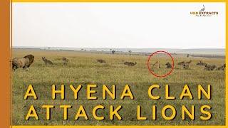 A Hyena clan attacks Lions|| Wild Extracts