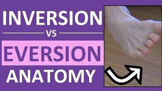 Inversion and Eversion of the Foot, Ankle | Body Movement Terms Anatomy