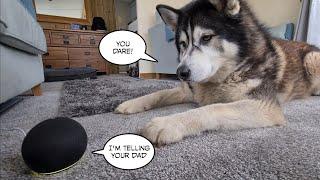 Husky gets Out Smarted by Alexa | Part 1